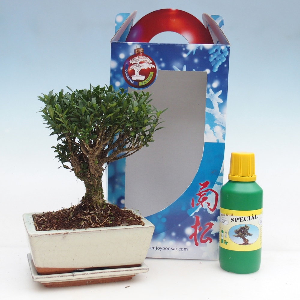 Pokojová bonsai v dárkové krabičce 