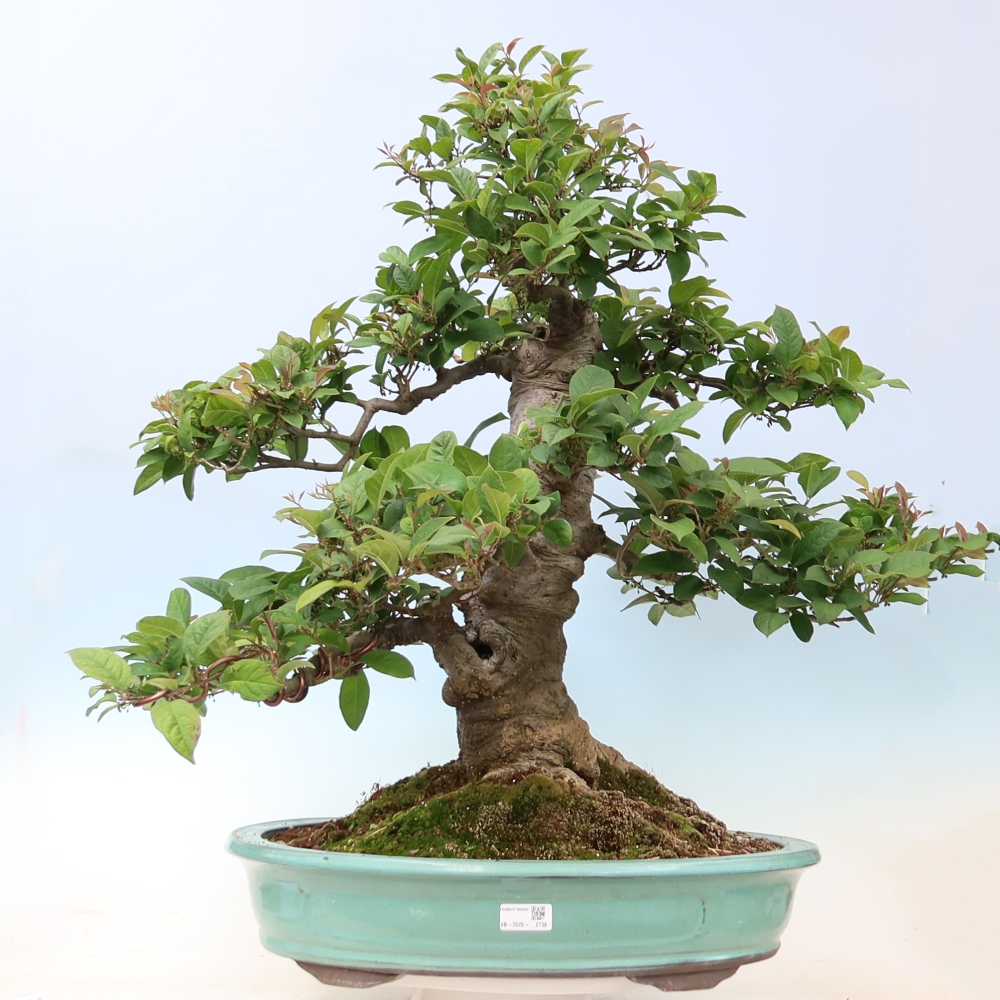 Venkovní bonsai - Ilex serrata - cesmína pilovitá