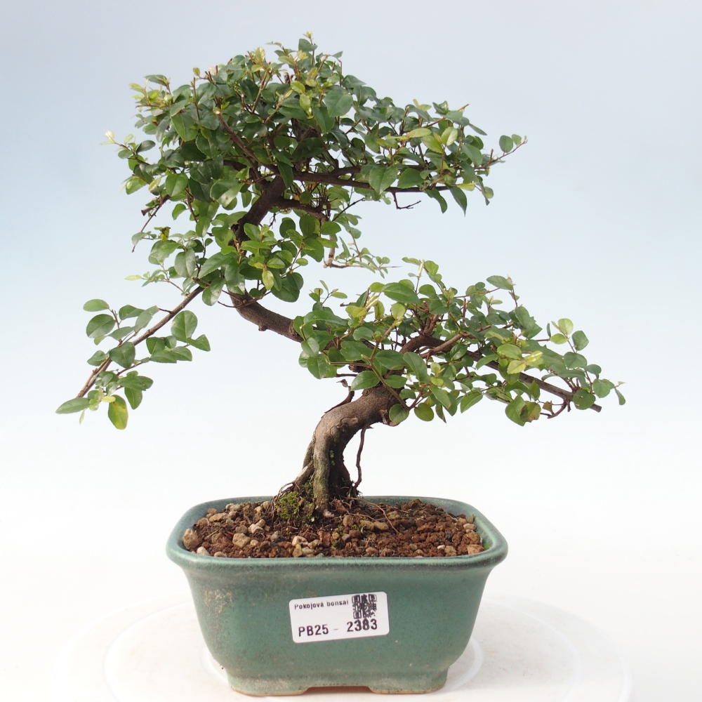Pokojová bonsai - Sagerécie thea - Sagerécie thea