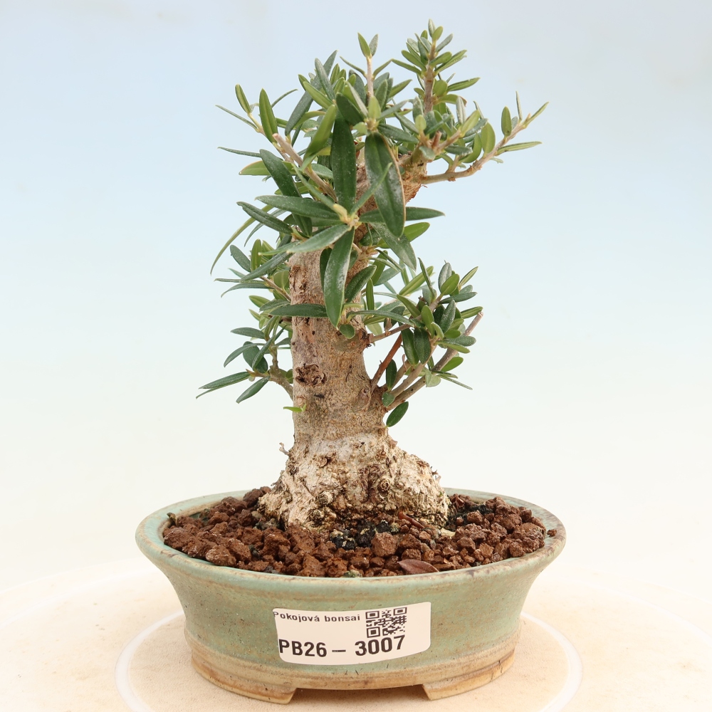 Pokojová bonsai - Olea europaea sylvestris -Oliva evropská drobnolistá