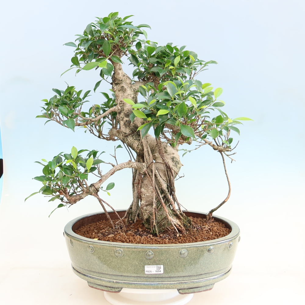 Pokojová bonsai - Ficus kimmen -  malolistý fíkus
