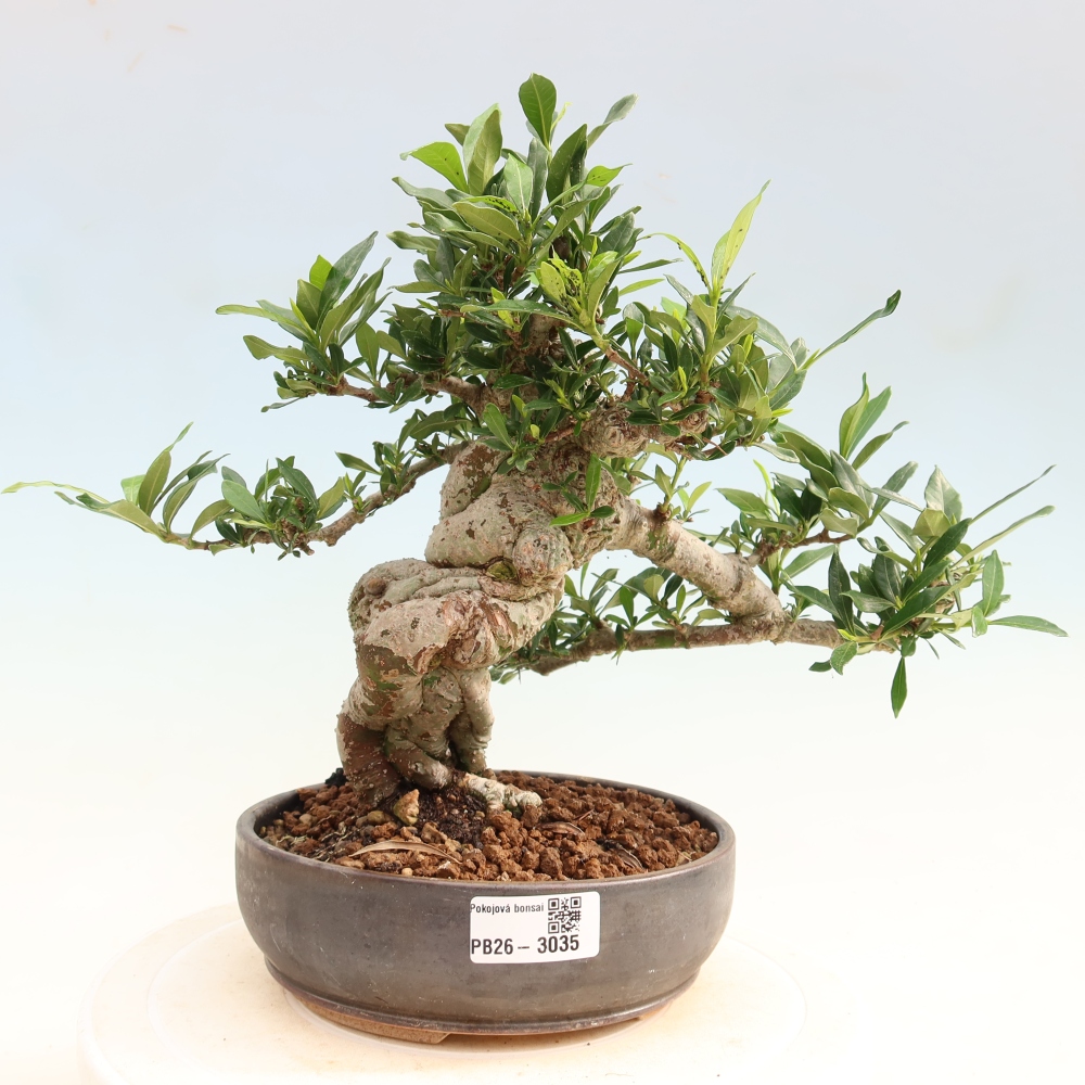 Pokojová bonsai - Gardenia jasminoides-Gardenie