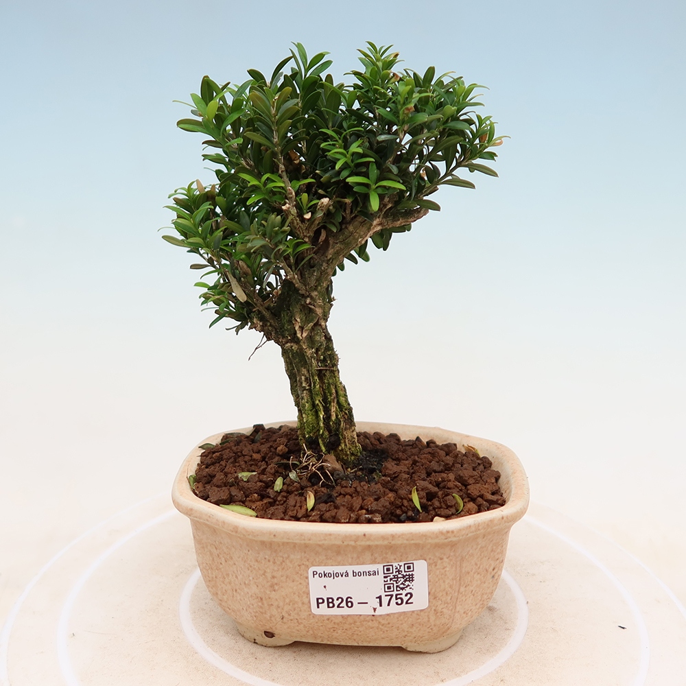 Pokojová bonsai - Buxus harlandii -korkový buxus
