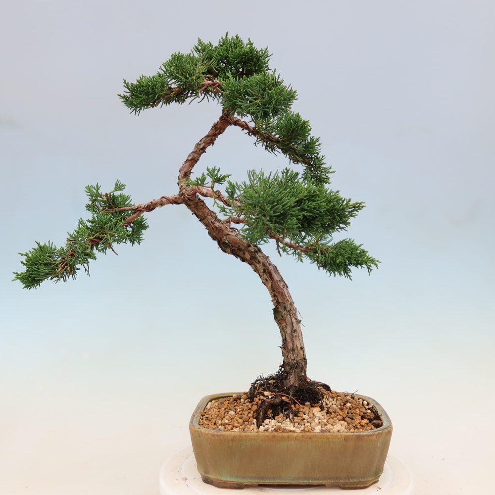 Venkovní bonsai - Juniperus chinensis Kishu -Jalovec čínský