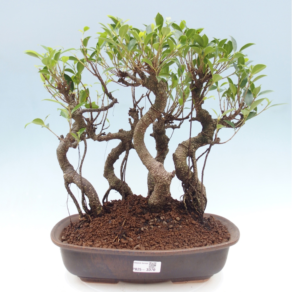 Pokojová bonsai - Ficus kimmen -  malolistý fíkus