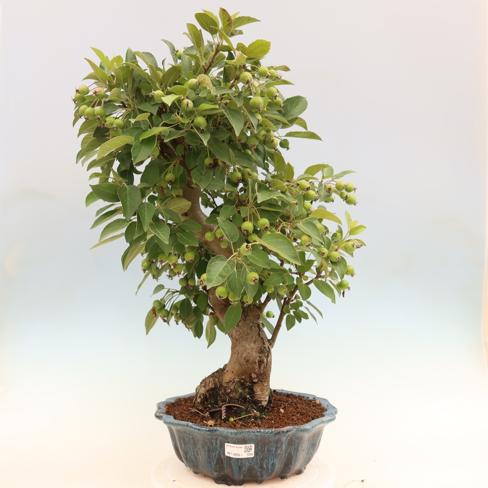 Venkovní bonsai -Malus halliana - Maloplodá jabloň