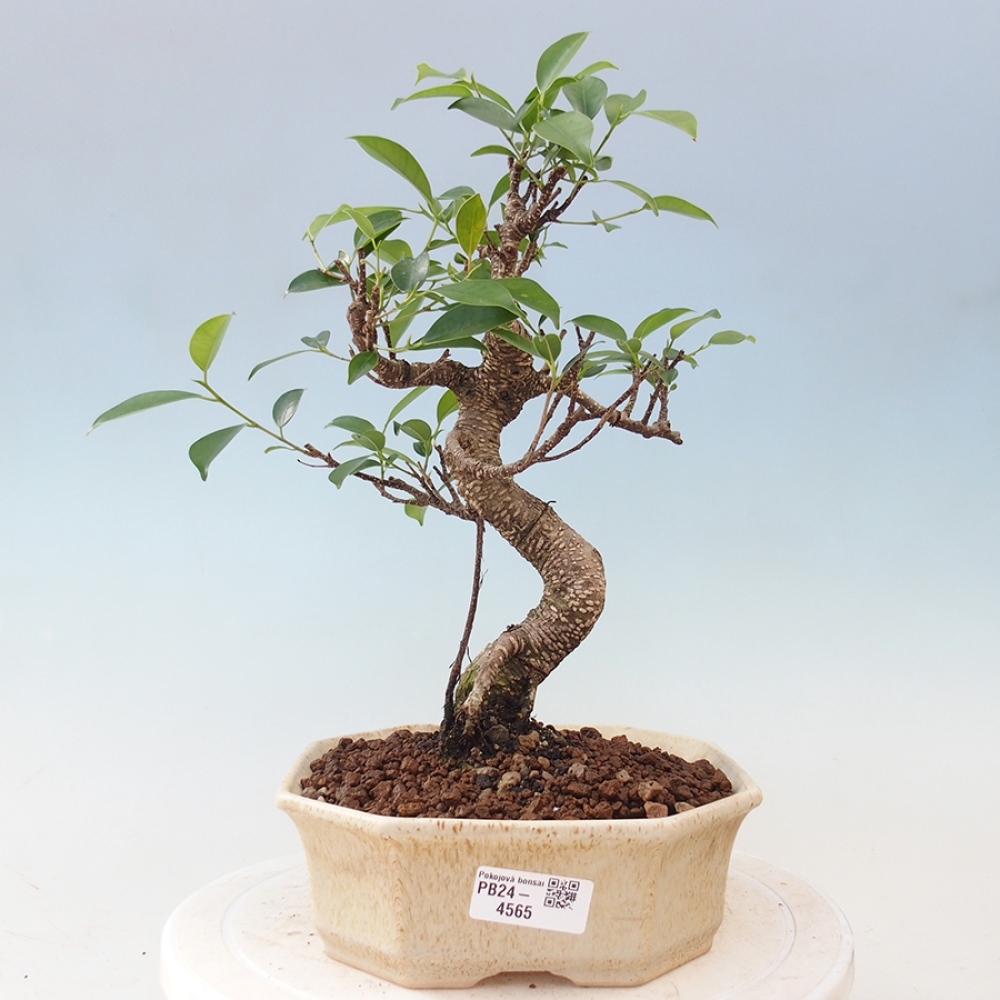 Pokojová bonsai - Ficus retusa -  malolistý fíkus