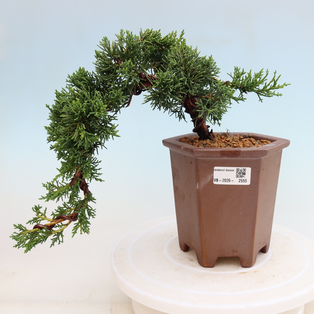 Venkovní bonsai - Juniperus chinensis Kishu -Jalovec čínský