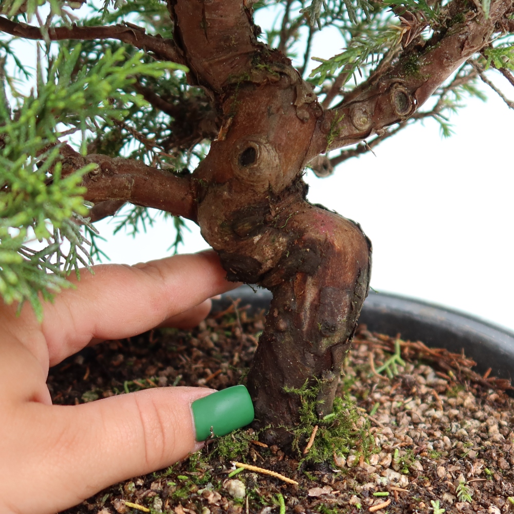 Venkovní bonsai - Juniperus chinensis Itoigawa-Jalovec čínský