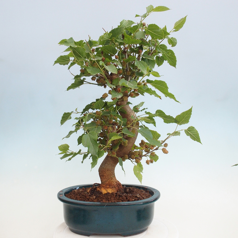 Venkovní bonsai -Morus alba - moruše