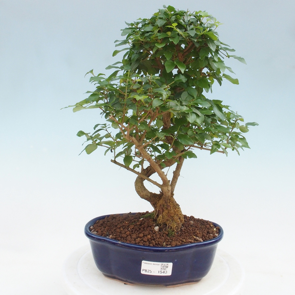 Pokojová bonsai -Ligustrum chinensis - Ptačí zob