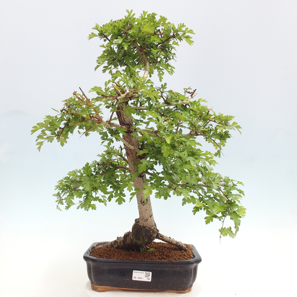 Venkovní bonsai - Hloh - Crataegus monogyna