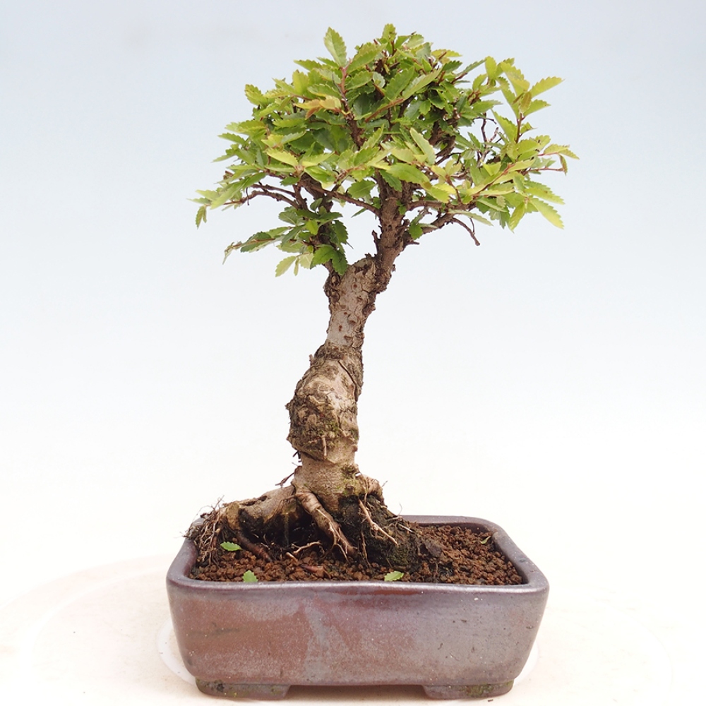 Venkovní bonsai - Zelkova - Zelkova NIRE