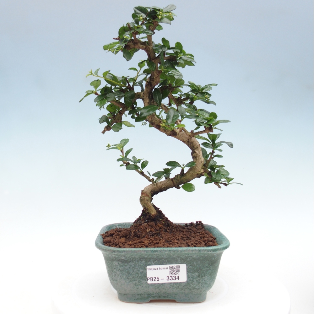 Pokojová bonsai - Carmona macrophylla - Čaj fuki