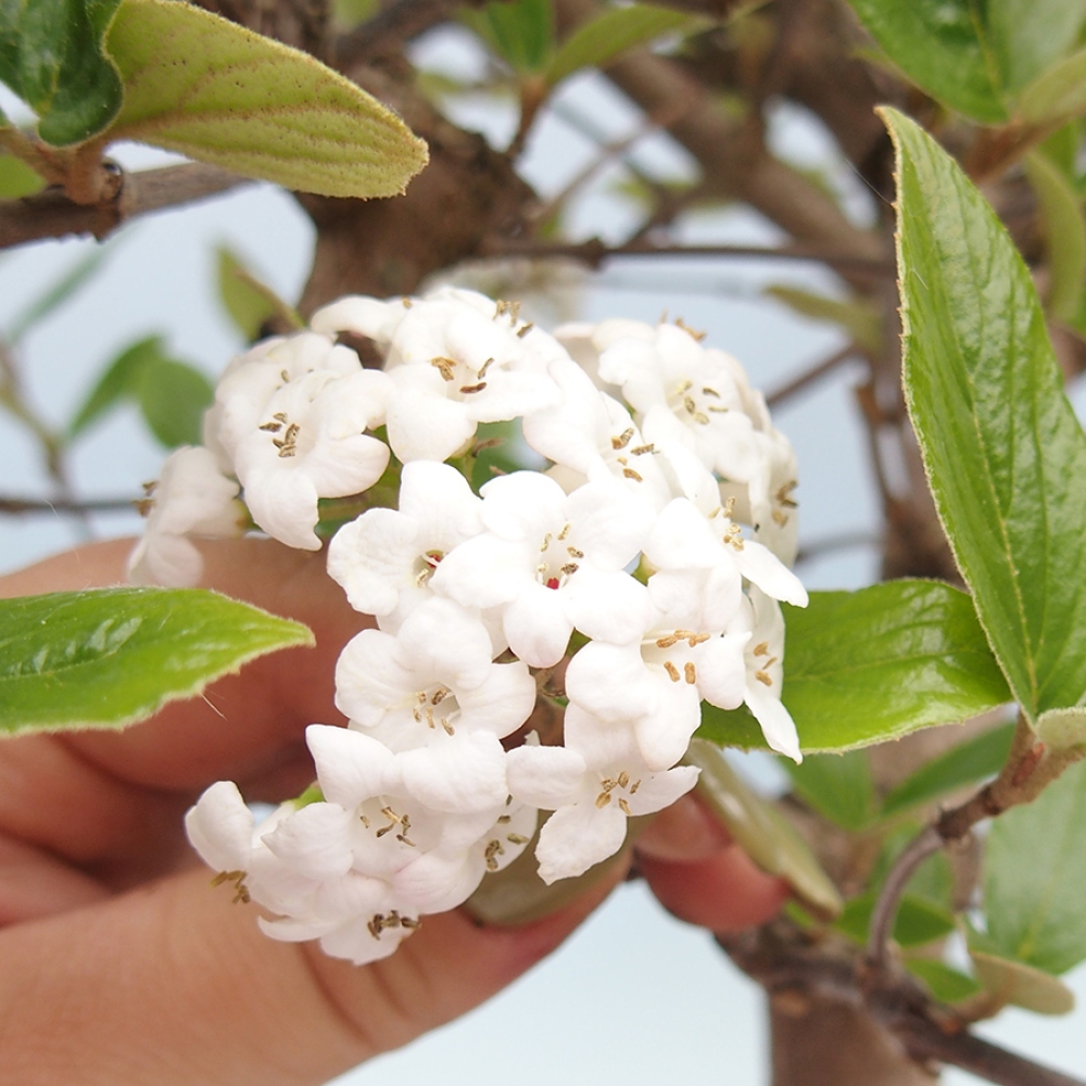 Venkovní bonsai-Kalina Bodnanská - Viburum carlesii hemsi