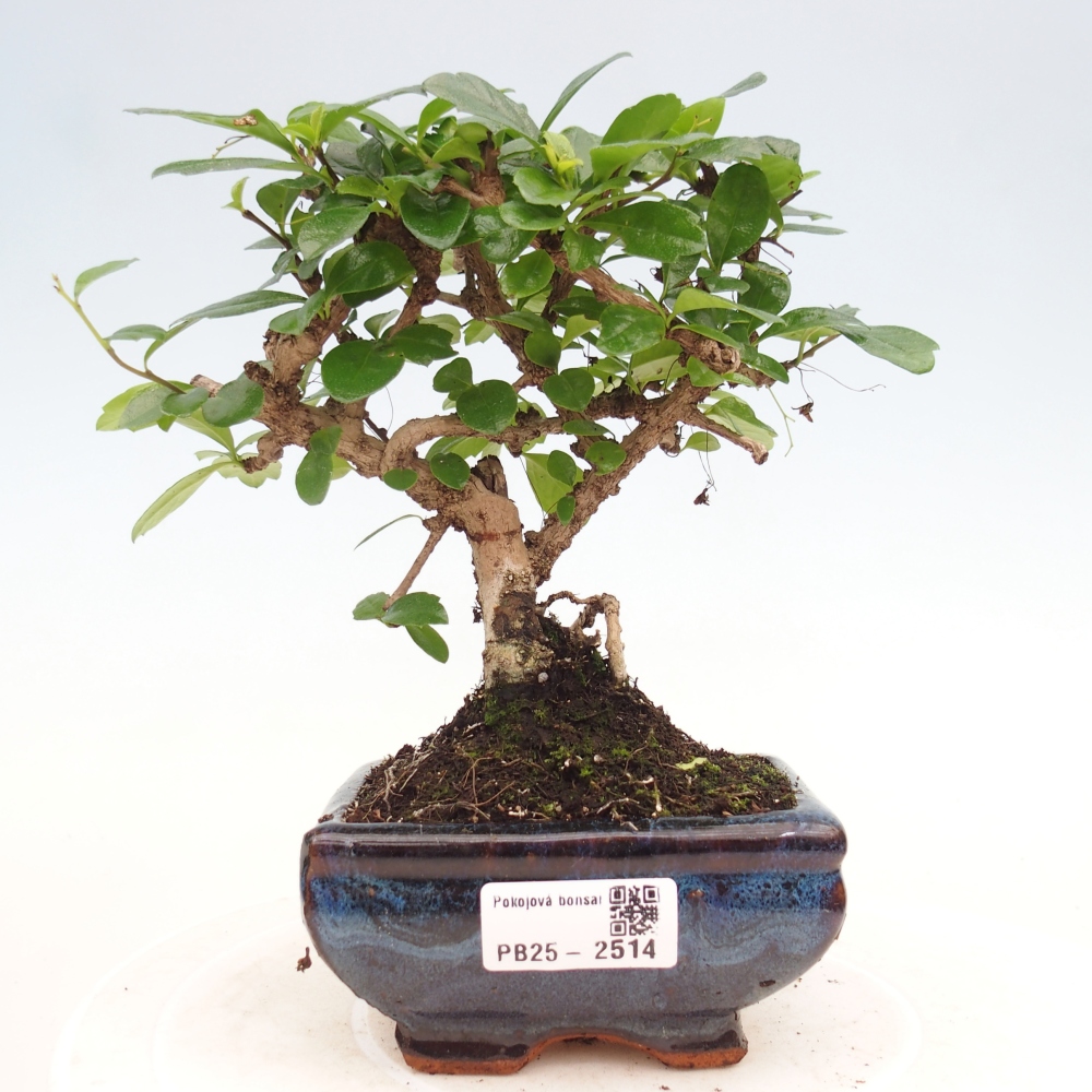 Pokojová bonsai - Carmona macrophylla - Čaj fuki
