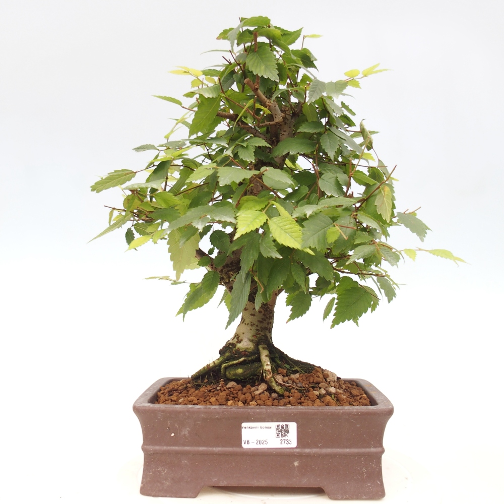 Venkovní bonsai - Zelkova - Zelkova serrata