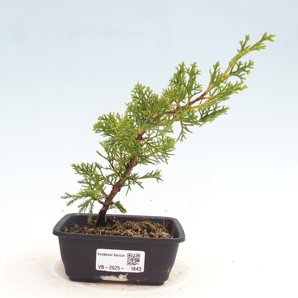 Venkovní bonsai - Juniperus chinensis Itoigawa -Jalovec čínský
