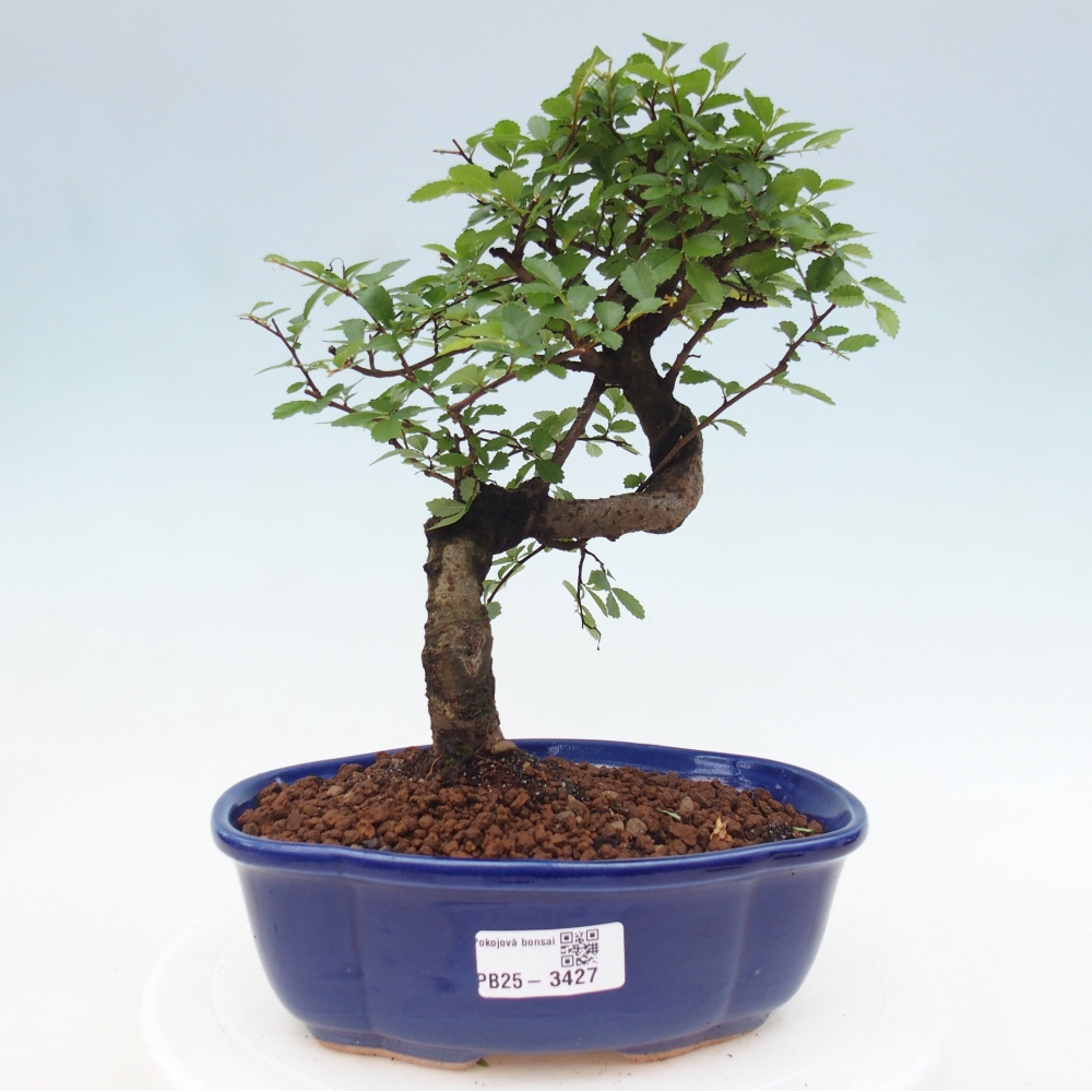 Pokojová bonsai - Ulmus parvifolia - Malolistý jilm