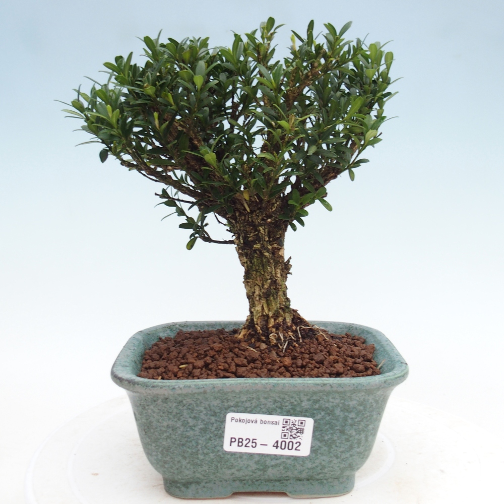 Pokojová bonsai - Buxus harlandii - korkový buxus