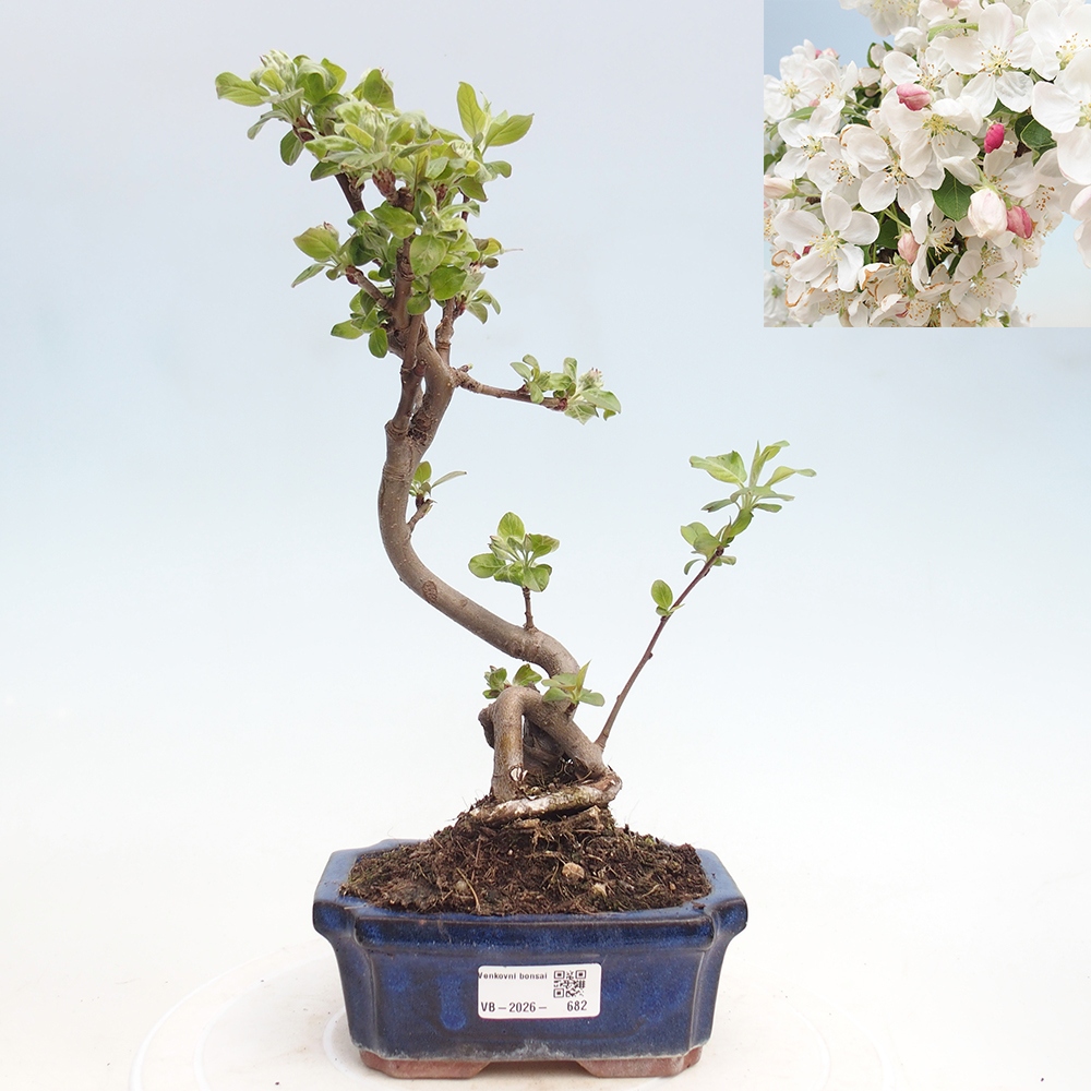 Venkovní bonsai -Malus halliana - Maloplodá jabloň