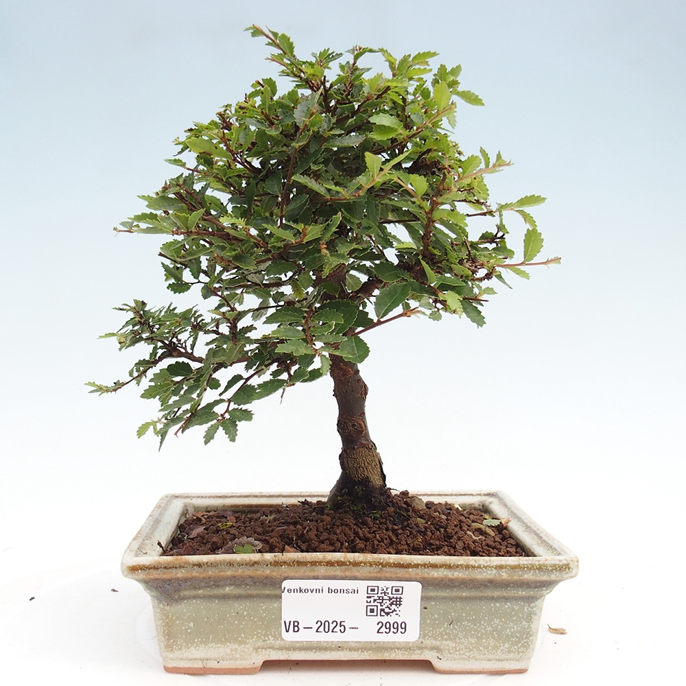 Venkovní bonsai - Ulmus parvifolia Sagei - Malolistý jilm