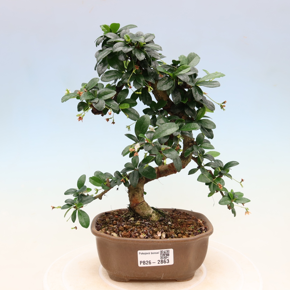 Pokojová bonsai - Carmona macrophylla - Čaj fuki