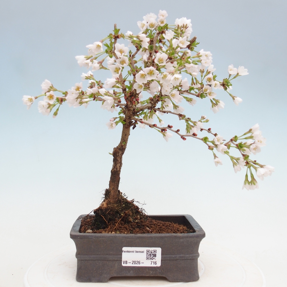 Venkovní bonsai - Prunus incisa Kojou-no mai-Slivoň vyříznutá