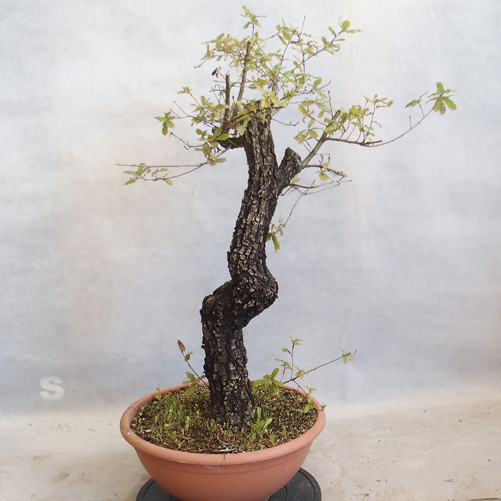 Venkovní bonsai Quercus Cerris - Dub Cer