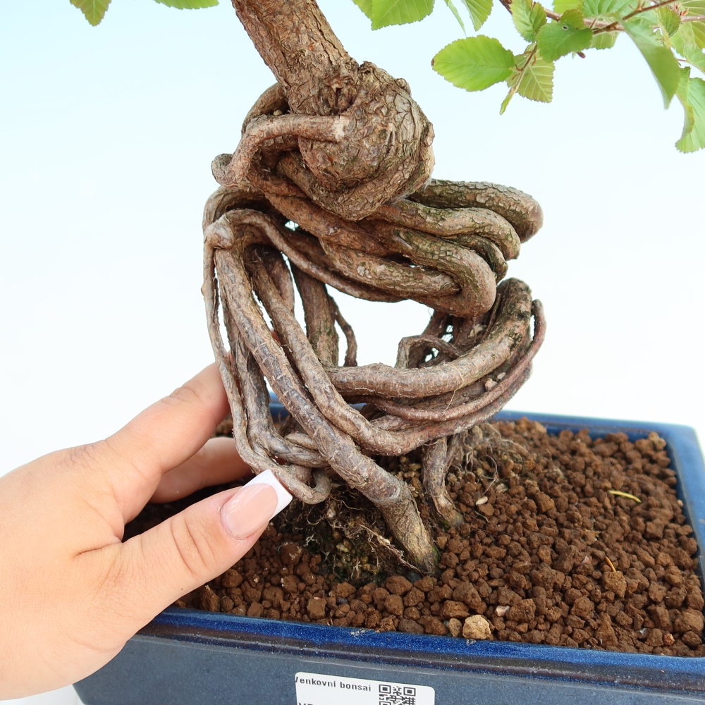 Venkovní bonsai -Carpinus coreana - Habr korejský