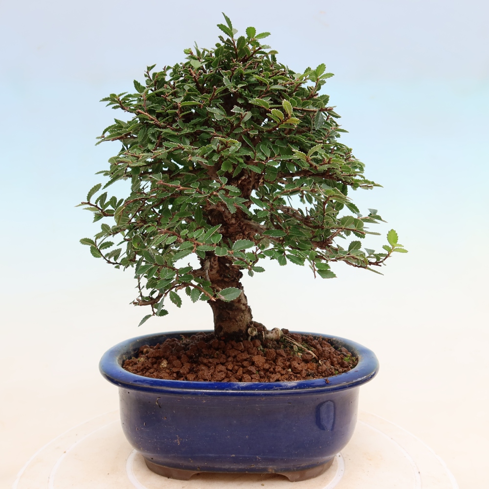 Venkovní bonsai - Zelkova - Zelkova NIRE