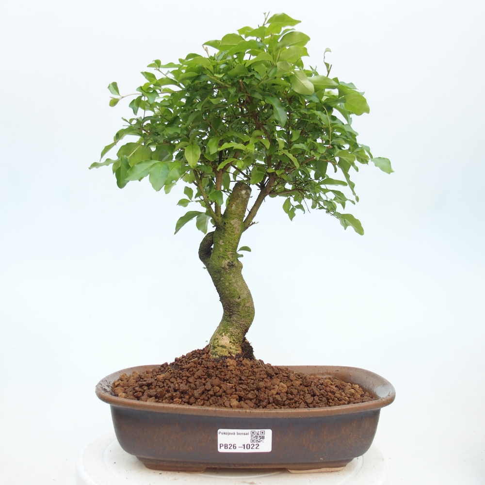 Pokojová bonsai -Ligustrum chinensis - Ptačí zob