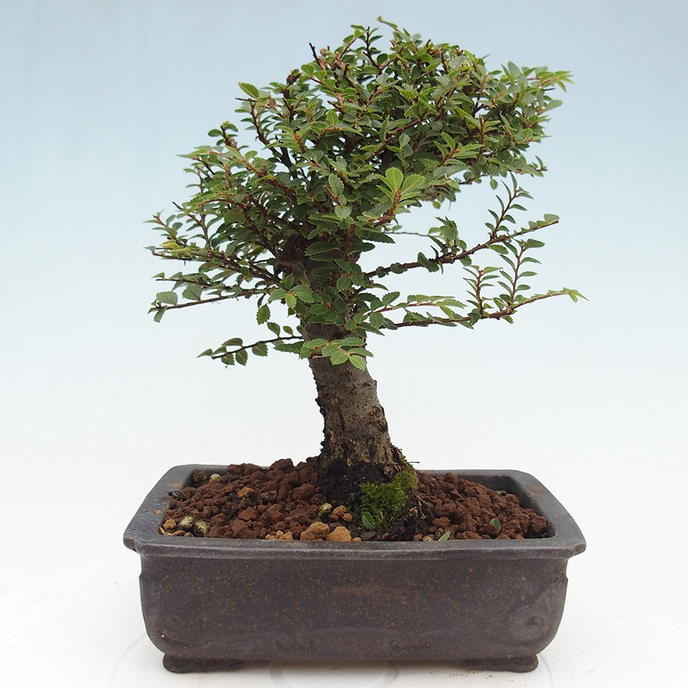 Venkovní bonsai - Ulmus parvifolia Hokkaido - jilm Čínský