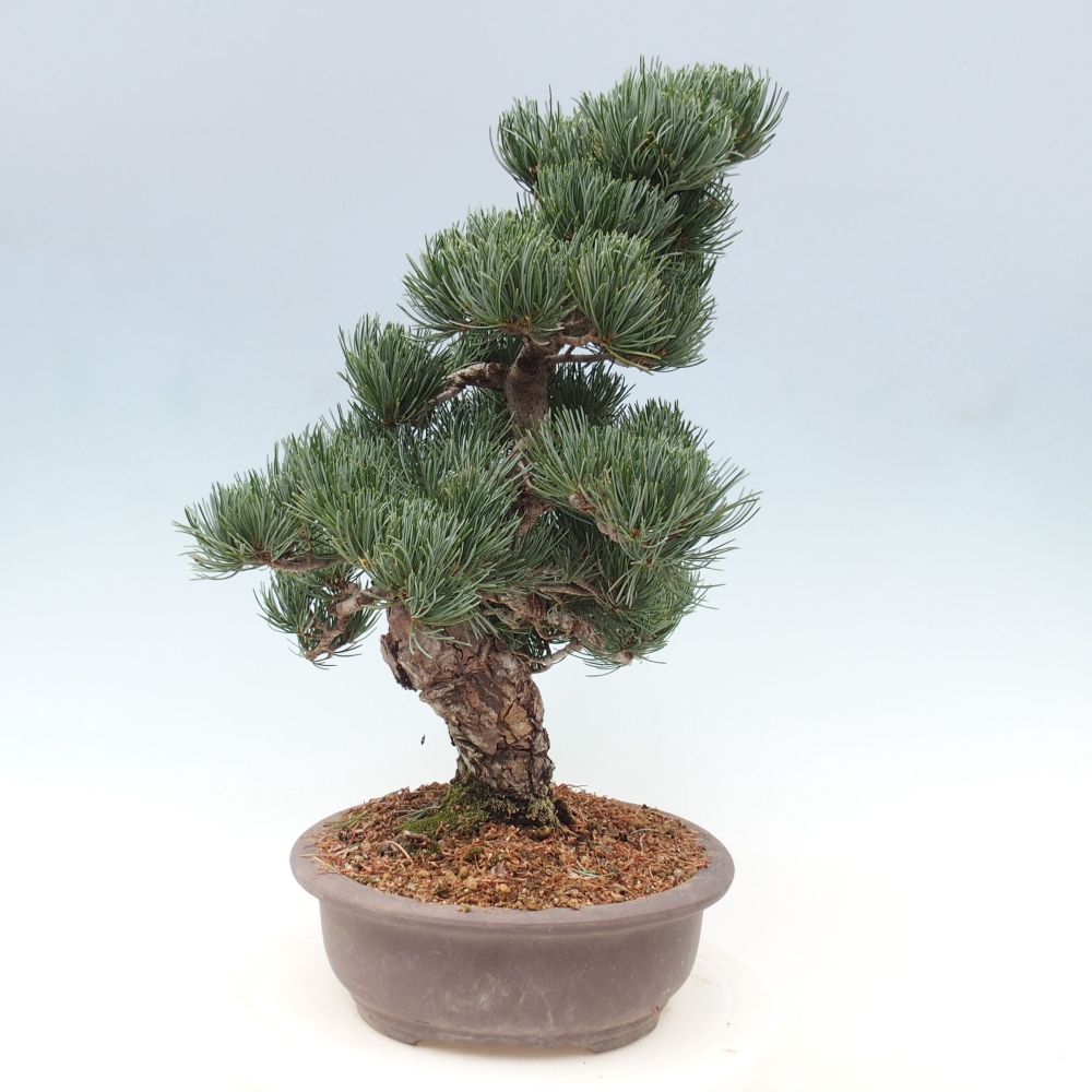 Venkovní bonsai - Pinus parviflora - Borovice drobnokvětá