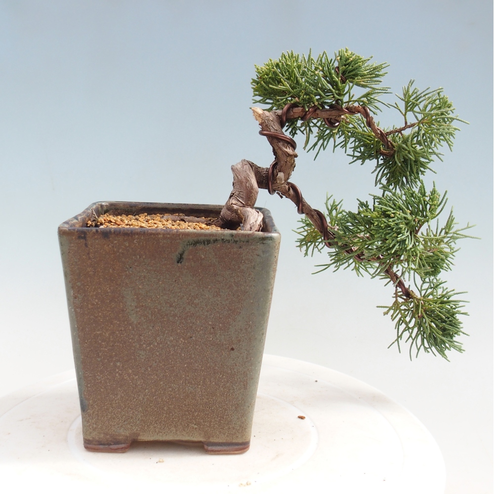 Venkovní bonsai - Juniperus chinensis Kishu -Jalovec čínský