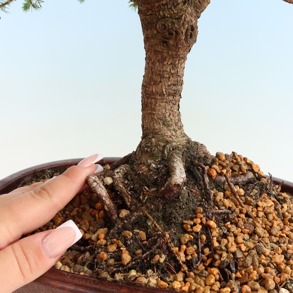 Venkovní bonsai - Picea glauca Echiniformis – Smrk sivý