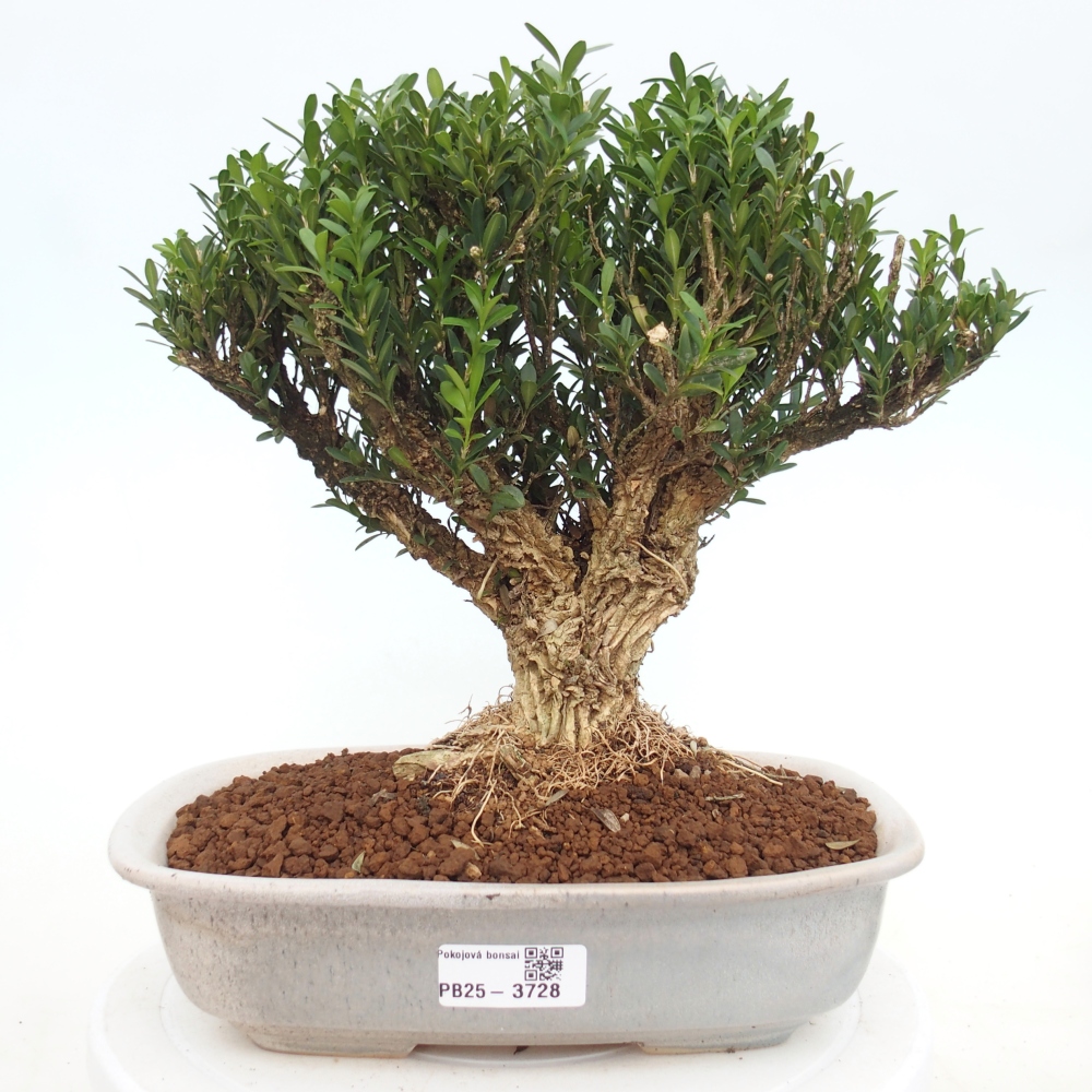 Pokojová bonsai - Buxus harlandii -korkový buxus