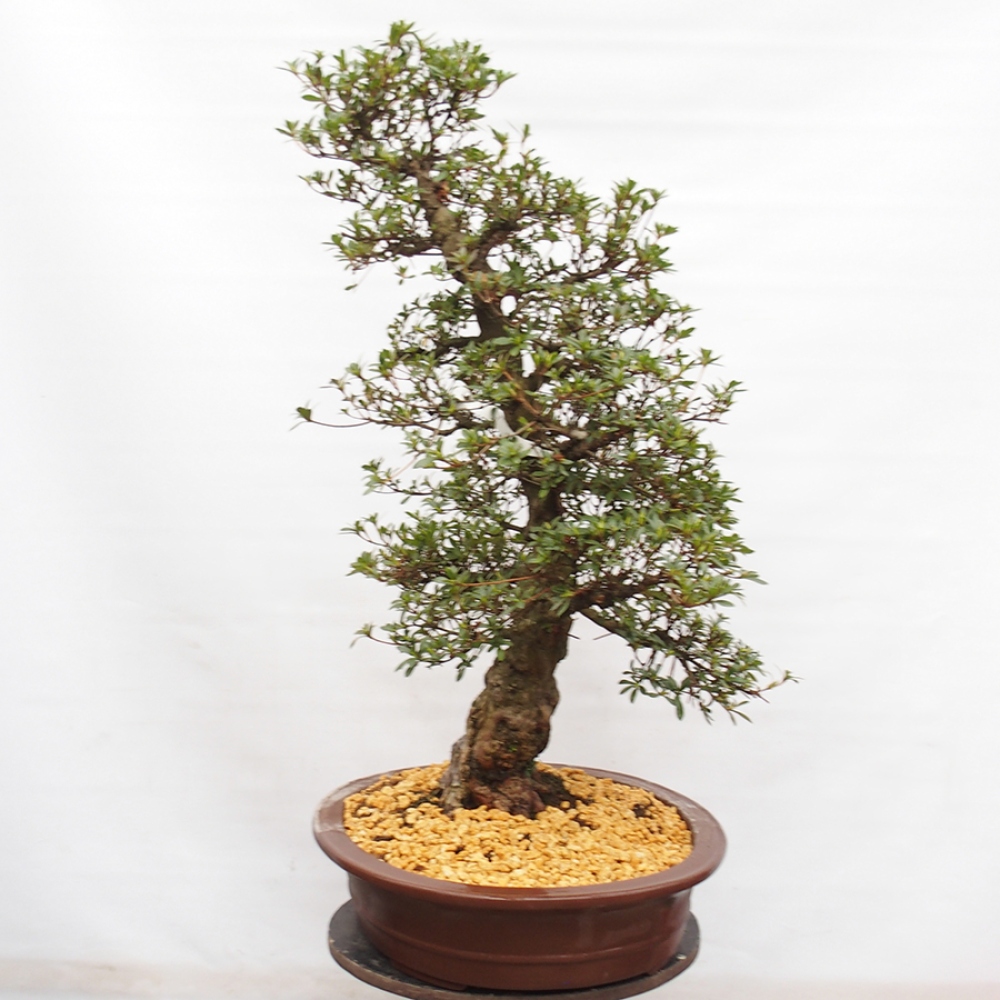 Venkovní bonsai - Japonská azalka - Azalea Suiren