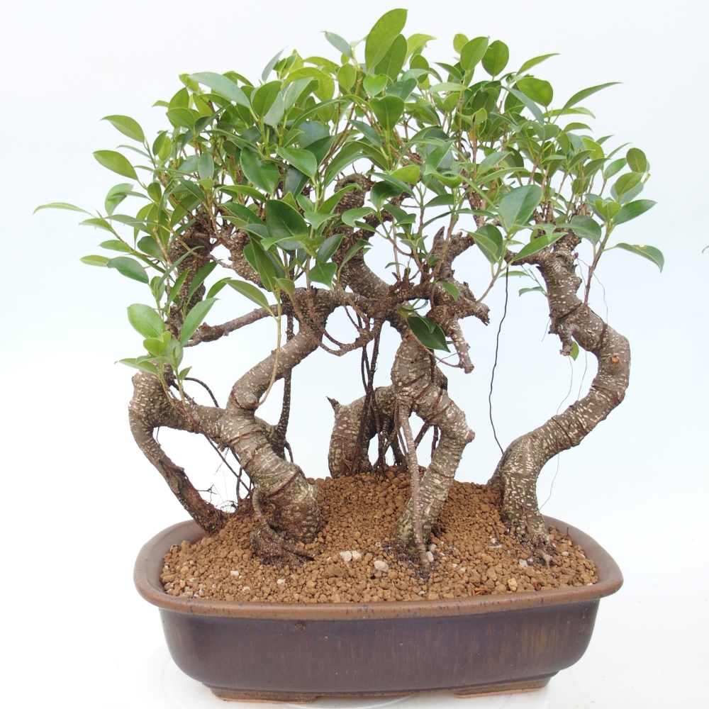 Pokojová bonsai - Ficus kimmen -  malolistý fíkus