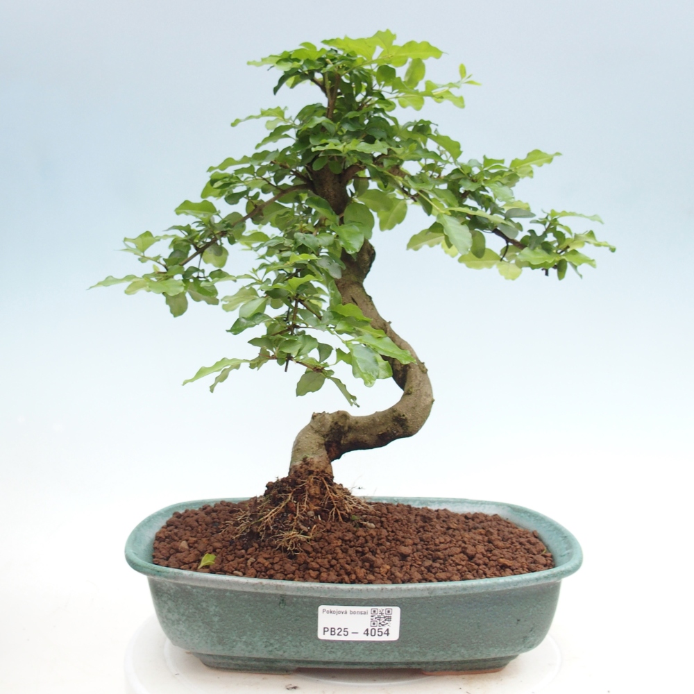 Pokojová bonsai -Ligustrum chinensis - Ptačí zob