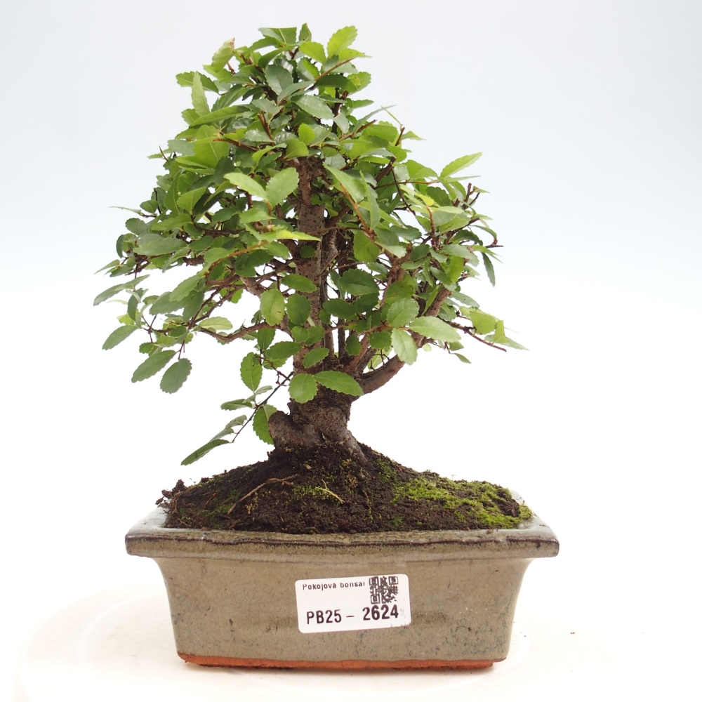 Pokojová bonsai - Ulmus parvifolia - Malolistý jilm