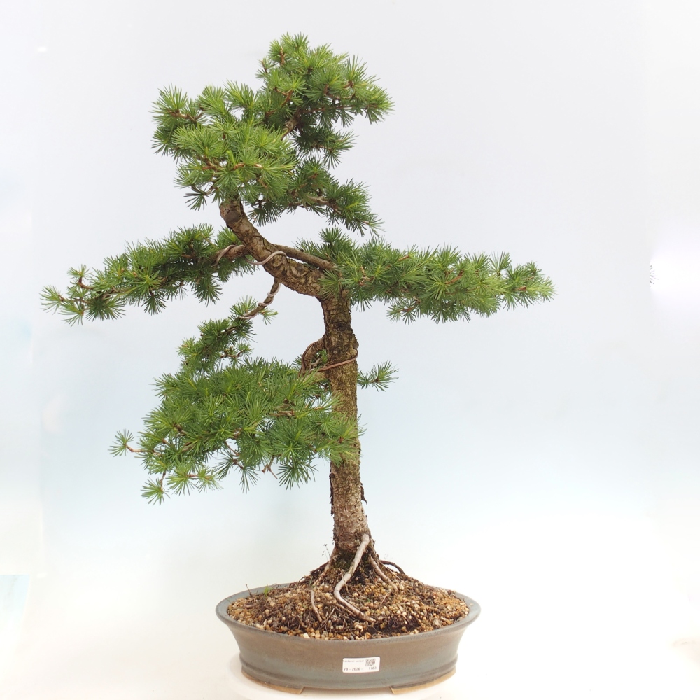 Venkovní bonsai -Larix decidua - Modřín opadavý 