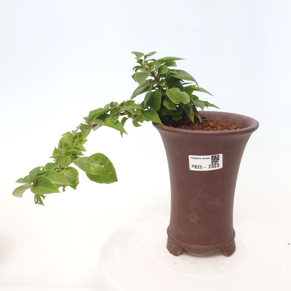 Pokojová bonsai - Bouganwilea