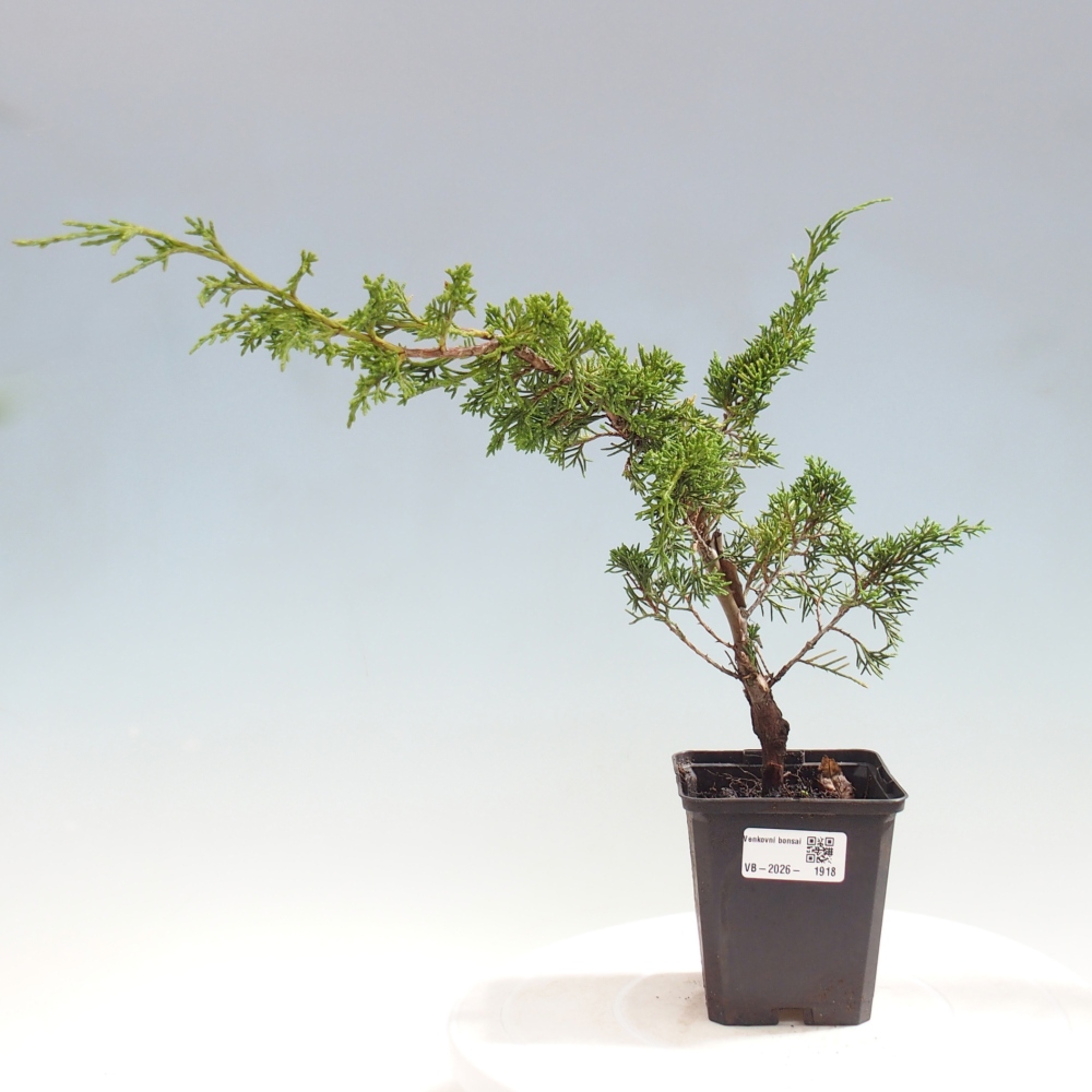 Venkovní bonsai - Juniperus chinensis Itoigawa -Jalovec čínský