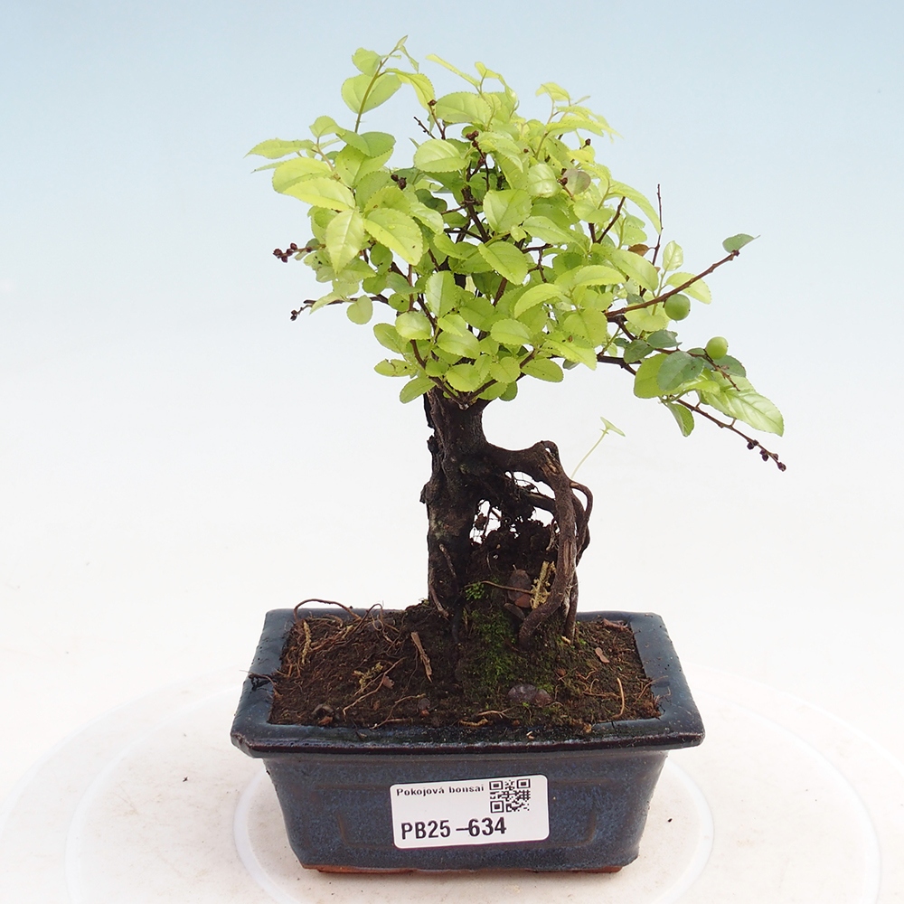 Pokojová bonsai - Sagerécie thea - Sagerécie thea