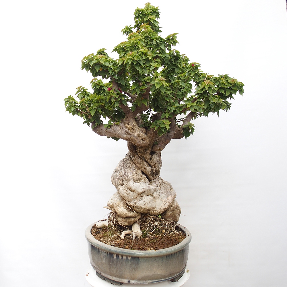 Pokojová bonsai - Bouganwilea