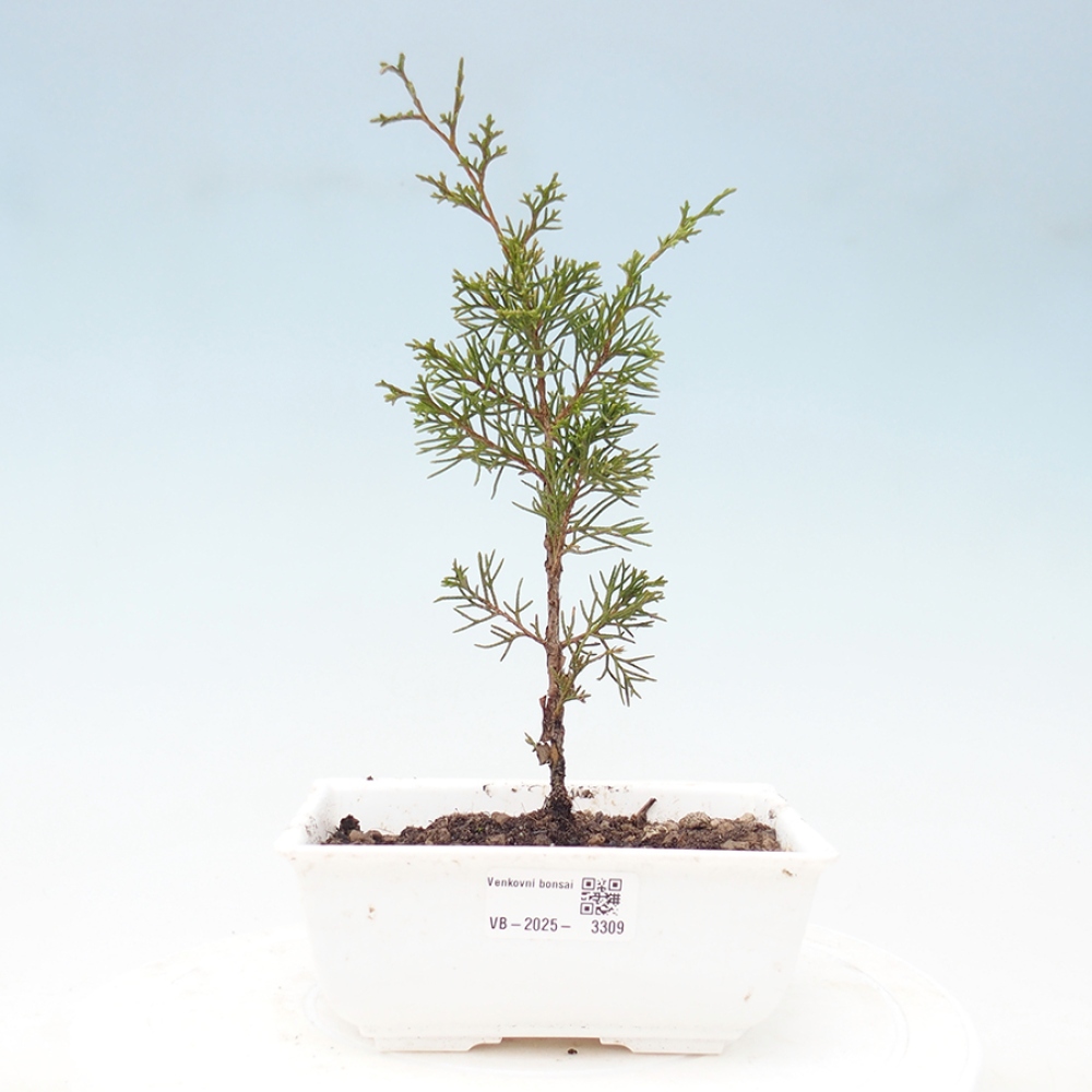 Venkovní bonsai - Juniperus chinensis Itoigawa -Jalovec čínský