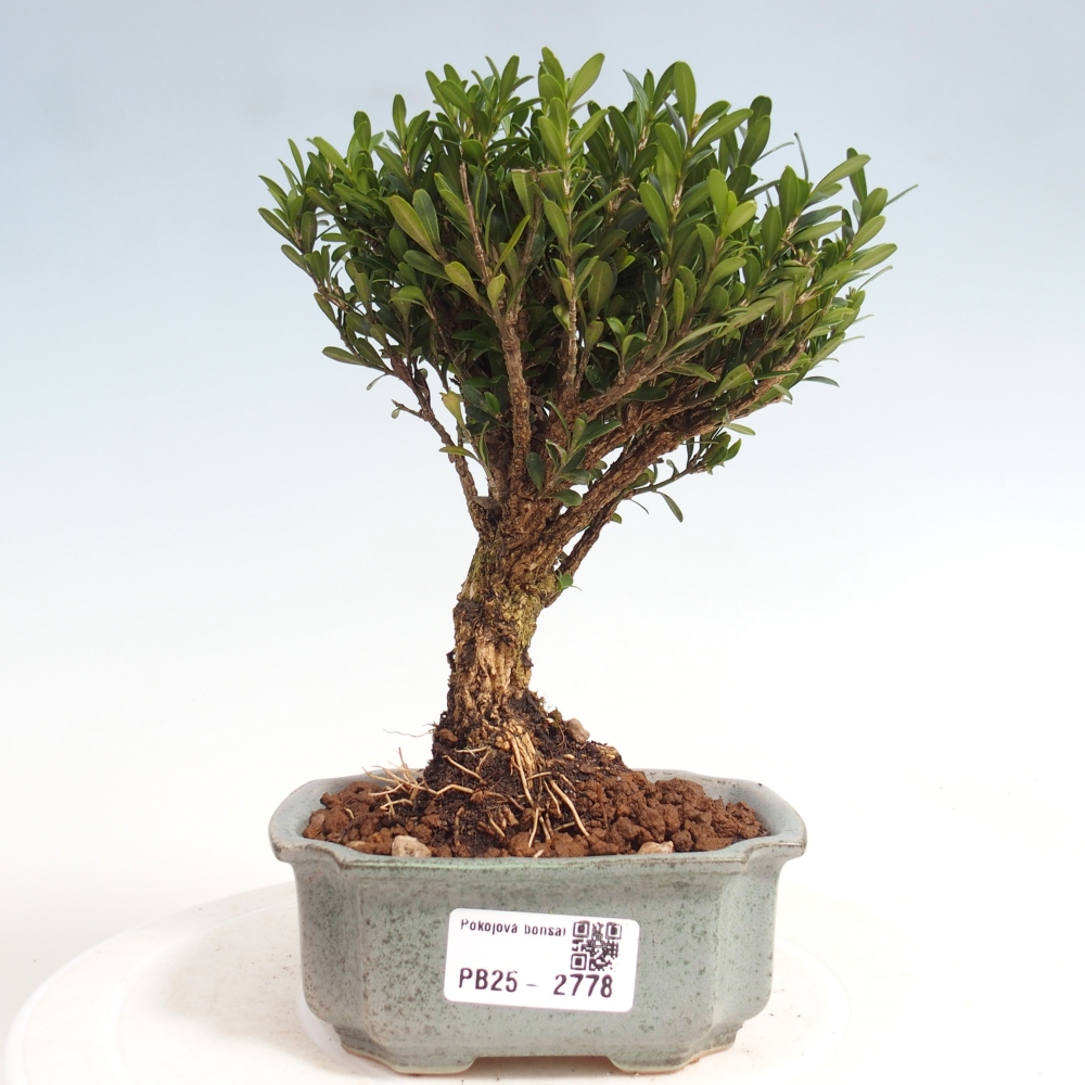 Pokojová bonsai - Buxus harlandii -korkový buxus