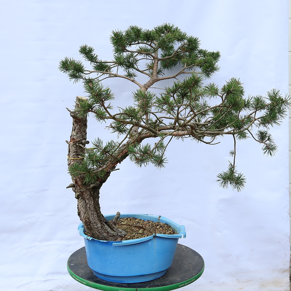 Pinus sylvestris Španělsko - borovice lesní