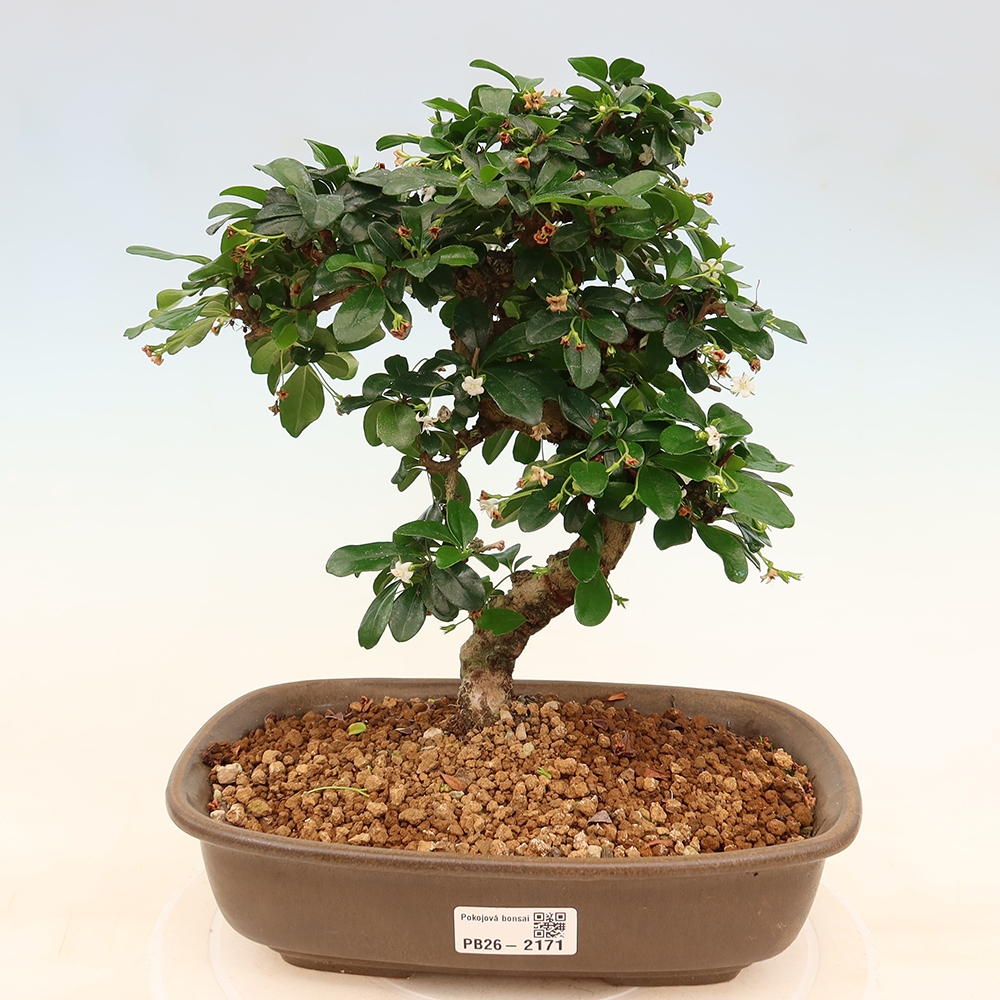 Pokojová bonsai - Carmona macrophylla - Čaj fuki